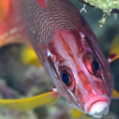 Squirrelfish are part of a family of coral fish that take advantage of a 'multibank retina' to survive on the reef at night. Image: Justin Marshall